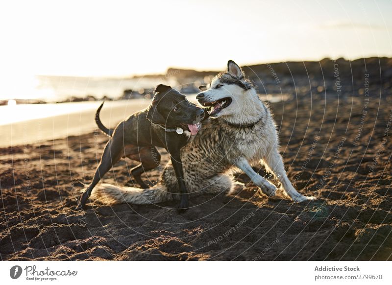 Dogs running near waving sea Beach Playing Ocean Sunlight Running Sand Funny Sunbeam Day Pet Nature Summer Animal Happy Waves Water Joy Deserted Domestic