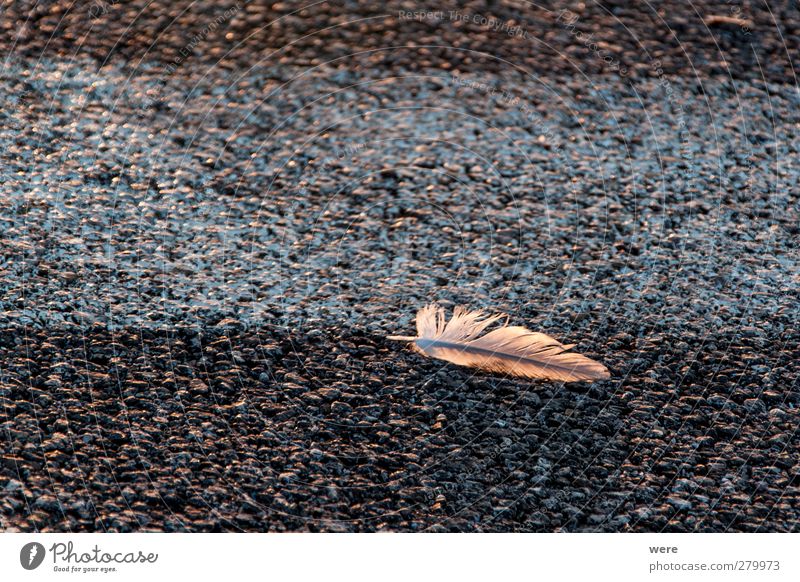 Lost Vacation & Travel Summer Sun Ocean Bird Calm feathers Italy Seagull Sardinia Colour photo Exterior shot Deserted Copy Space top Evening