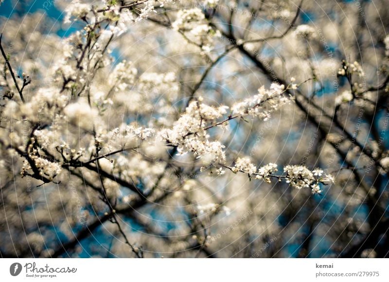 Hiddensee in full bloom Environment Nature Plant Sky Spring Summer Beautiful weather Tree Blossom Agricultural crop Fruit trees Cherry blossom Twig Branch