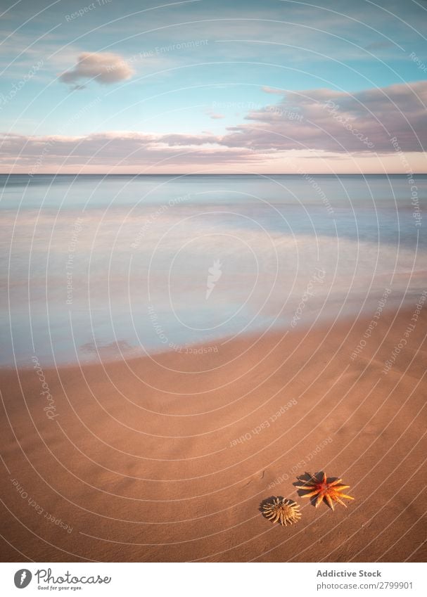 Starfish on sandy coast near sea Ocean Sand Coast Sky Clouds Waves Nature Beach Summer marine Vacation & Travel Trip Mollusk Deserted Exotic Tropical Water