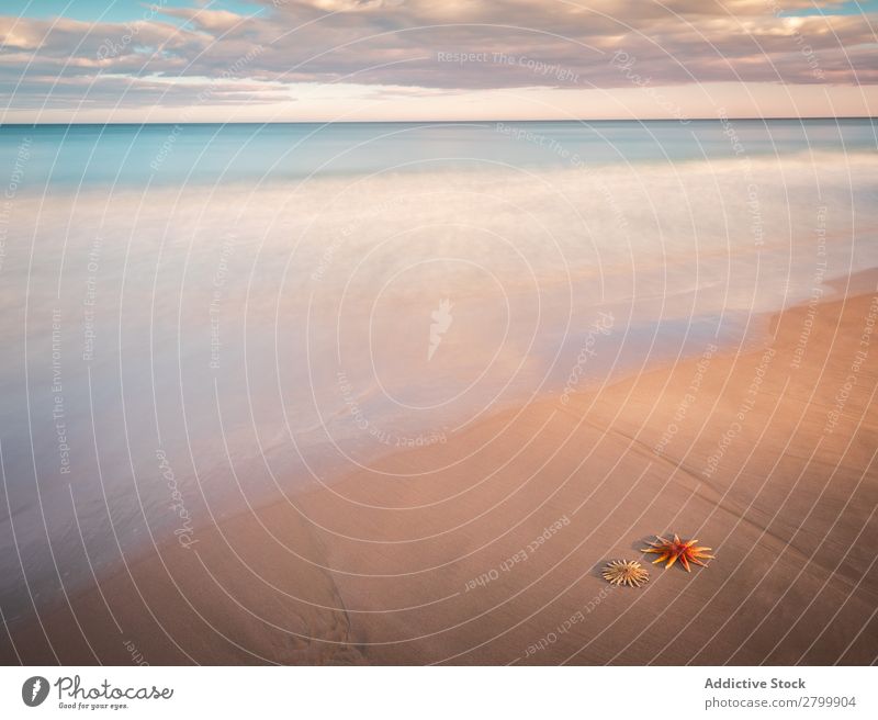 Starfish on sandy coast near sea Ocean Sand Coast Sky Clouds Waves Nature Beach Summer marine Vacation & Travel Trip Mollusk Deserted Exotic Tropical Water