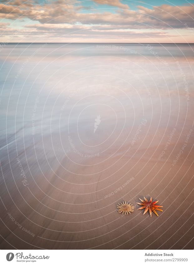 Starfish on sandy coast near sea Ocean Sand Coast Sky Clouds Waves Nature Beach Summer marine Vacation & Travel Trip Mollusk Deserted Exotic Tropical Water