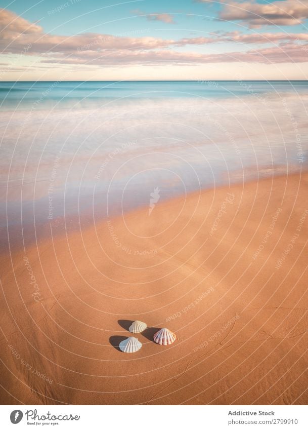 Mollusks on sand near waving sea Ocean Sand Resort Coast Waves Nature Beach Summer marine Vacation & Travel Wet Trip Deserted Exotic Tropical Water Small