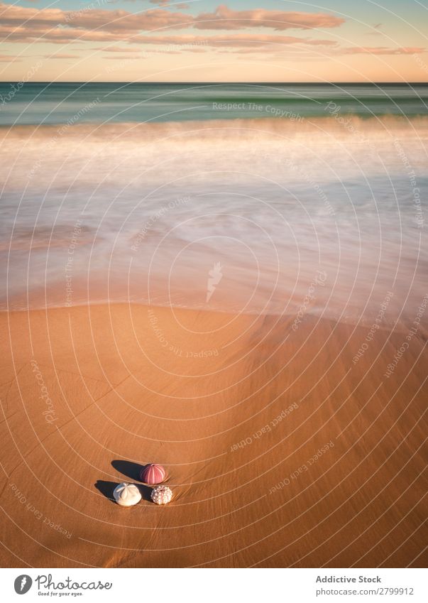 Mollusks on sand near waving sea Ocean Sand Resort Coast Waves Nature Beach Summer marine Vacation & Travel Wet Trip Deserted Exotic Tropical Water Small