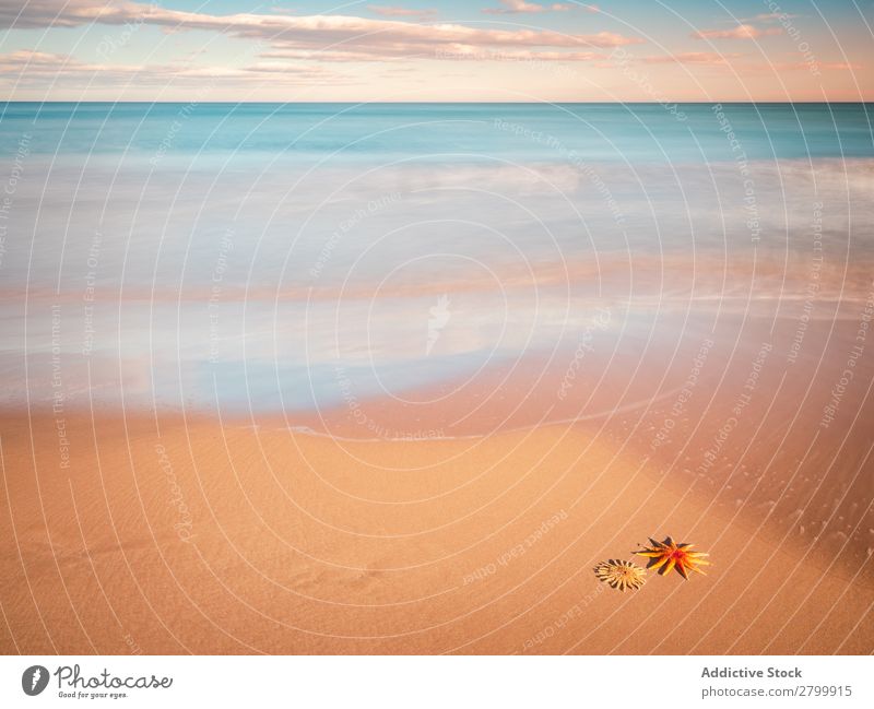 Starfish on sandy coast near sea Ocean Sand Coast Sky Clouds Waves Nature Beach Summer marine Vacation & Travel Trip Mollusk Deserted Exotic Tropical Water