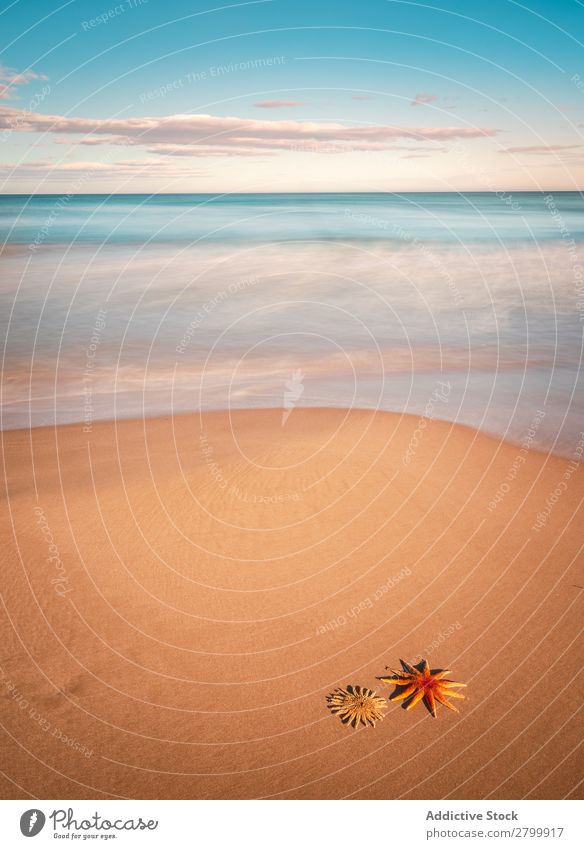 Starfish on sandy coast near sea Ocean Sand Coast Sky Clouds Waves Nature Beach Summer marine Vacation & Travel Trip Mollusk Deserted Exotic Tropical Water