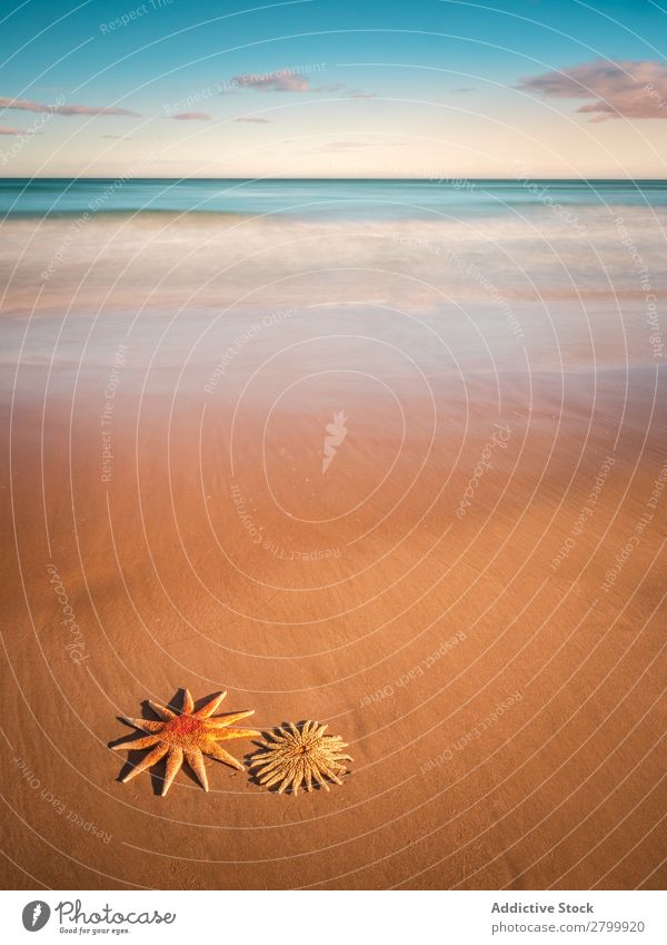 Starfish on sandy coast near sea Ocean Sand Coast Sky Clouds Waves Nature Beach Summer marine Vacation & Travel Trip Mollusk Deserted Exotic Tropical Water