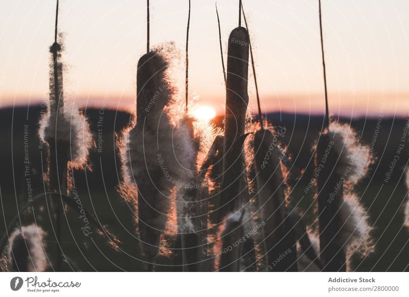 Reeds with fluffs at sunset Common Reed Plant Fluff Sunset Evening Marsh Nature Dry Grass Fuzz Cattail (Typha) Walking stick Sky Seasons Landscape Wild Organic