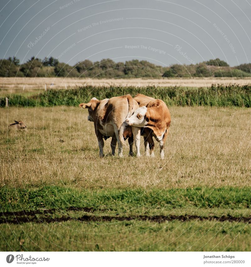 lobbying Environment Nature Summer Meadow Field Animal Farm animal Cow 2 Pair of animals Spring fever Humor Rear view In pairs Odor Hind quarters Agriculture