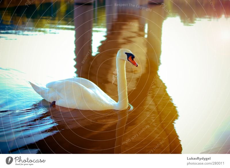 under the bridge Water Sunlight Summer Beautiful weather Waves River bank Bridge Bird Swan 1 Animal Swimming & Bathing Warmth Blue Yellow Gold White Happy