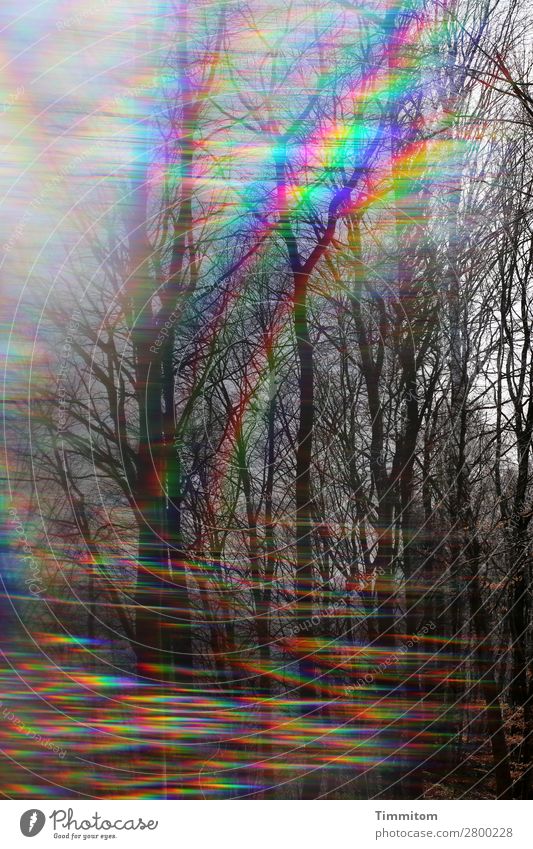 1400. Let's go on a journey. Environment Nature Landscape Plant Sky Forest Lanes & trails Looking Esthetic Emotions Life Curiosity Double exposure Prism