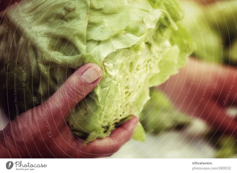 There's the salad. Food Vegetable Lettuce Salad Nutrition Organic produce Plant Bright Delicious Green Foliage plant Fingernail Hand Fingers Cooking Essen