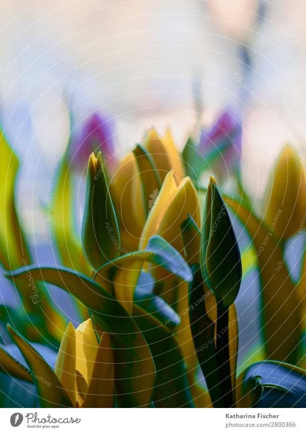 Spring Bouquet yellow purple pink Tulips Nature Plant Summer Autumn Winter Flower Leaf Blossom Blossoming Illuminate Beautiful Yellow Green Violet Pink