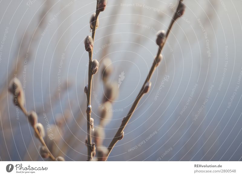 pasture catkin Environment Nature Spring Plant Bud Catkin Pasture Lake Growth Natural Beautiful Contentment Colour photo Subdued colour Exterior shot Close-up