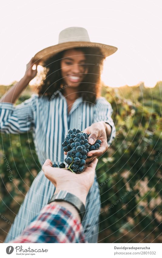 Hands sharing a bunch of grapes with a happy blurred woman Winery Vineyard Woman Bunch of grapes Stand Organic Share Laughter Harvest Love Agriculture Green