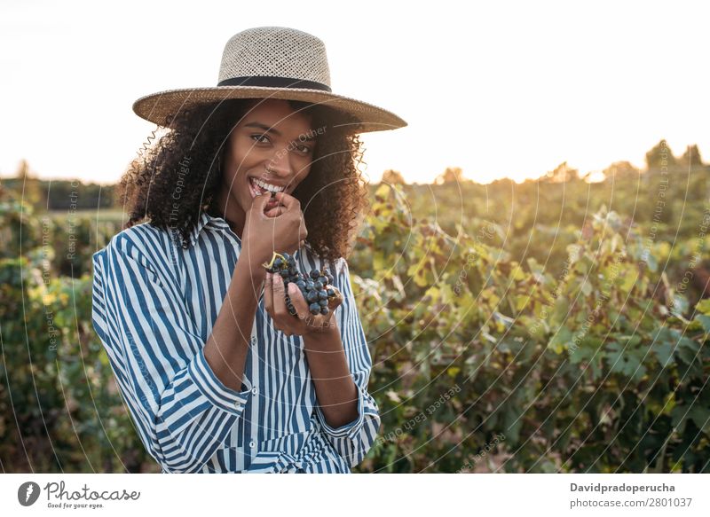 Happy young woman in a straw hat eating grapes in a vineyard Winery Vineyard Woman Bunch of grapes Walking Organic Harvest Agriculture Green Accumulation