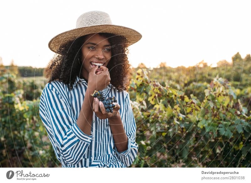 Happy young woman in a straw hat eating grapes in a vineyard Winery Vineyard Woman Bunch of grapes Walking Organic Harvest Agriculture Green Accumulation