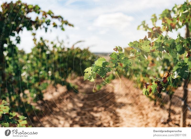 Beautiful green vineyard in Spain Vineyard Harvest Industry Plant Leaf Agriculture Fresh Growth Landscape Landing Fruit Garden Exterior shot Produce Row Wine