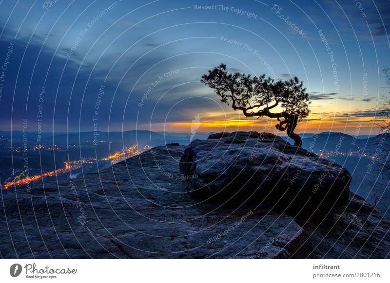 Weather pine on the Lilienstein Landscape Sky Sunrise Sunset Beautiful weather Tree Pine weathered pine Rock Mountain Saxon Switzerland Elbsandstone mountains