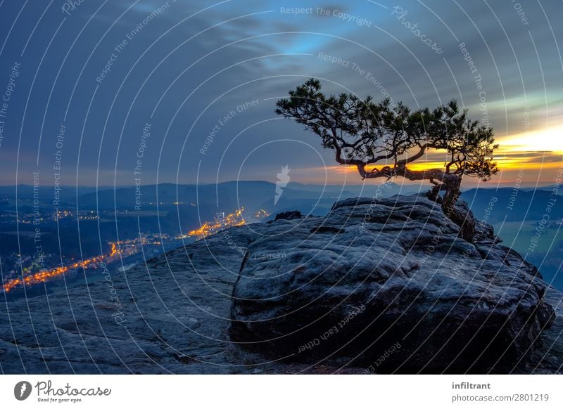 Saxon Switzerland - on the Lilienstein Nature Landscape Sunrise Sunset Winter Tree Pine weathered pine Rock Mountain Elbsandstone mountains Dark Natural Blue