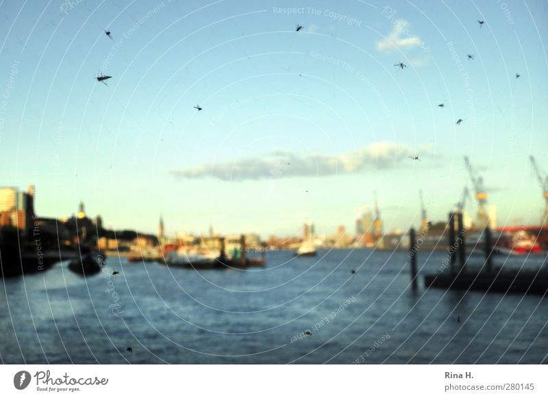 Going online Sky Clouds Horizon Summer Beautiful weather River Hamburg Port of Hamburg Port City Harbour Navigation Inland navigation Blue Multicoloured Crane