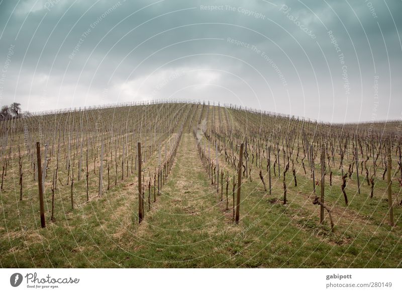 Wine was fetched Environment Nature Landscape Earth Sky Clouds Plant Vine Vineyard Wine growing Field Hill Gloomy Blue Brown Green Calm To enjoy Horizon