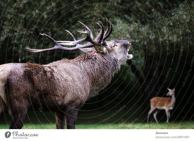 Male deer in love, roar, bellow Beautiful Face Man Adults Nature Animal Park Forest Fur coat Pet Wild animal 2 Herd Natural Brown Power Colour Deer wildlife