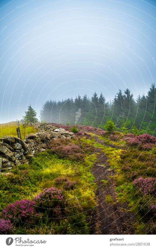 Hiking trail through misty coniferous forest and heather in Scotland Spruce Highlands Climate Landscape Light Enchanting Picturesque Wall (barrier) Mystic