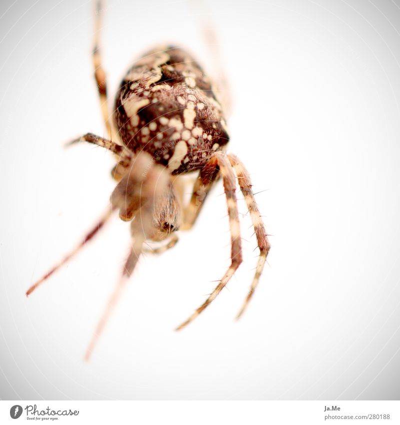 In the eye of the spinner Animal Wild animal Spider Spider legs garden cross spider Cross spider 1 Curiosity Colour photo Exterior shot Close-up Detail