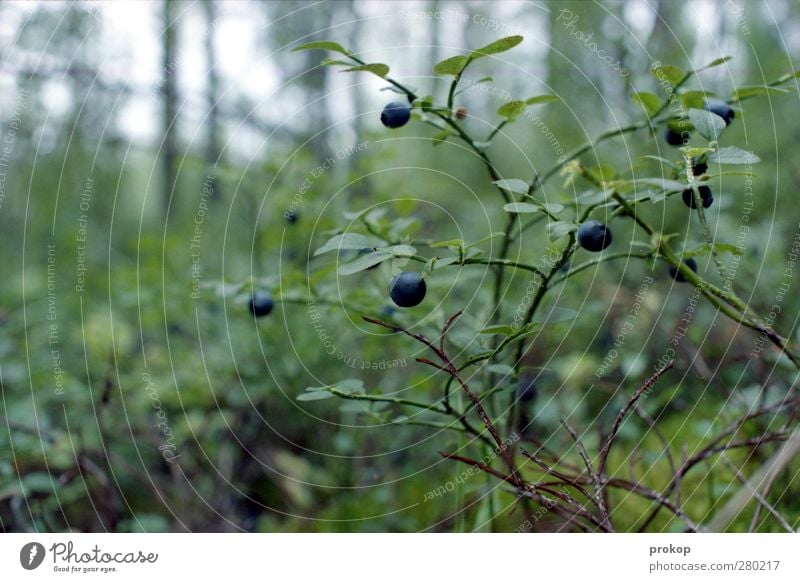 blueberry Environment Nature Landscape Plant Leaf Wild plant Blueberry Forest Healthy Wilderness Food Berries Vaccinium myrtillus Colour photo Subdued colour