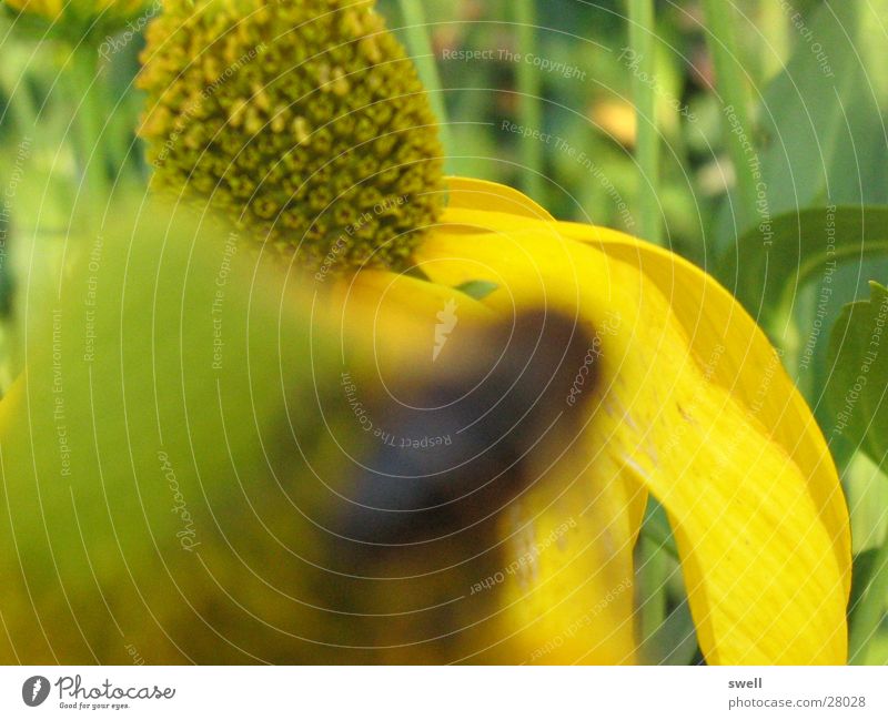 flower Flower Summer Yellow Bee Blur Meadow Green Macro (Extreme close-up)