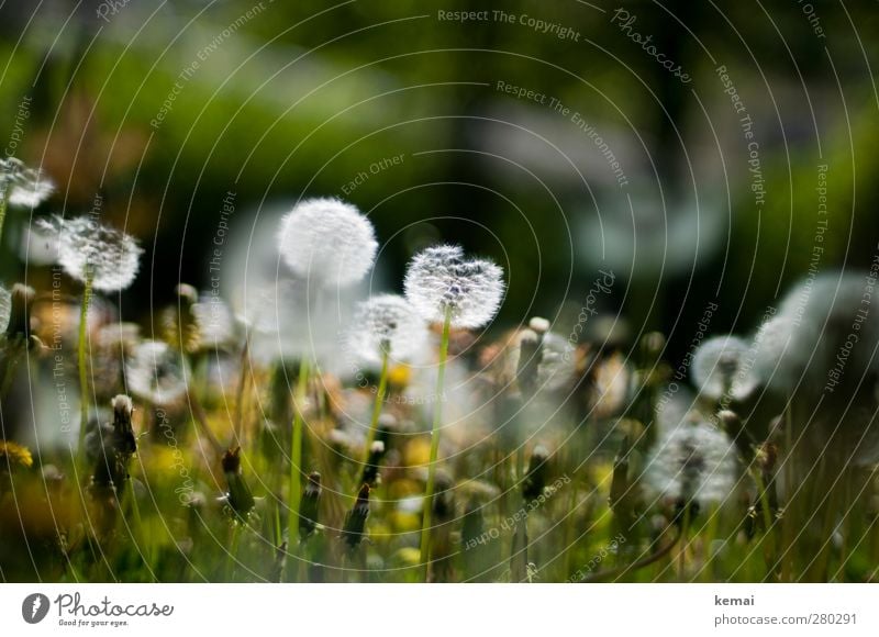 Stay and smell the flowers Environment Nature Plant Sunlight Spring Summer Beautiful weather Flower Grass Foliage plant Wild plant Dandelion Dandelion field