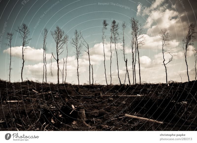 Last Trees Standing Environment Nature Clouds Autumn Climate change Forest Disaster Apocalyptic sentiment Gloomy Forest fire Tree trunk Tree felling Forestry