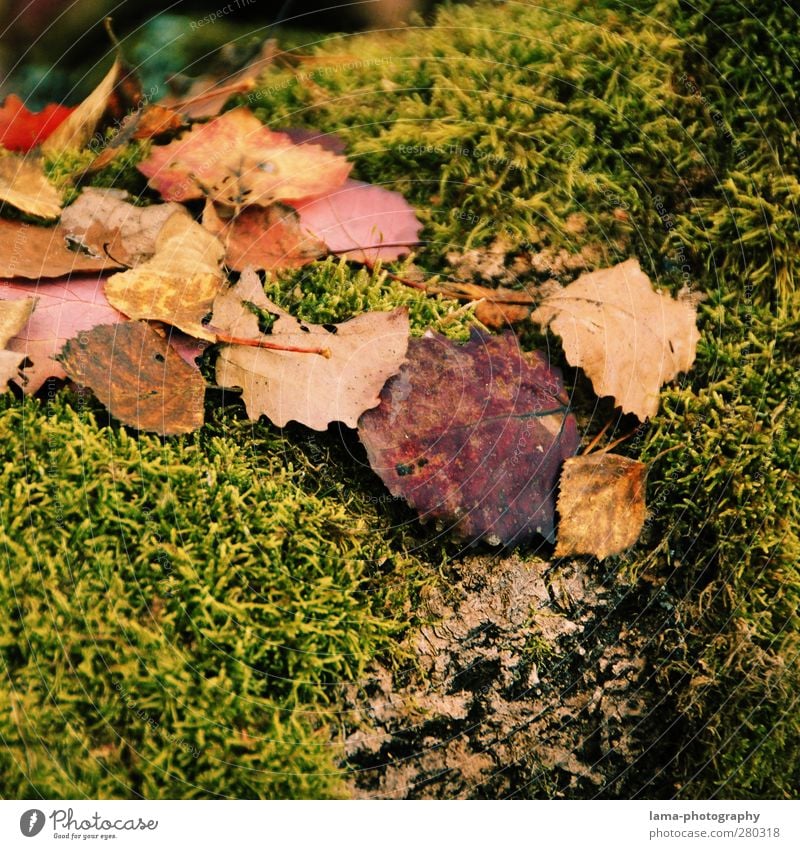 autumn Nature Autumn Moss Leaf Wet Seasons Autumn leaves Autumnal Autumnal weather Colour photo Exterior shot Close-up Detail Macro (Extreme close-up)