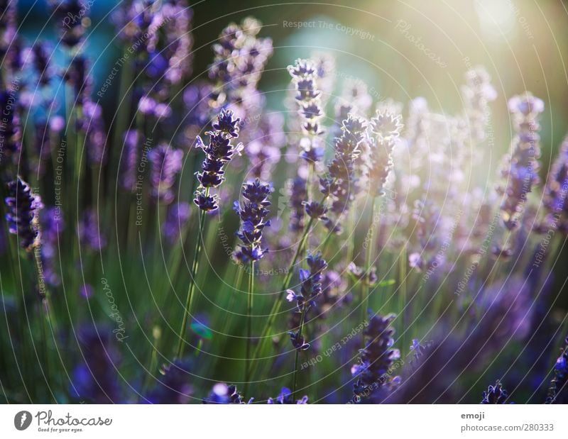 purple lavender Environment Nature Plant Flower Bushes Fragrance Natural Green Violet Lavender Lavender field Colour photo Exterior shot Deserted Day Light