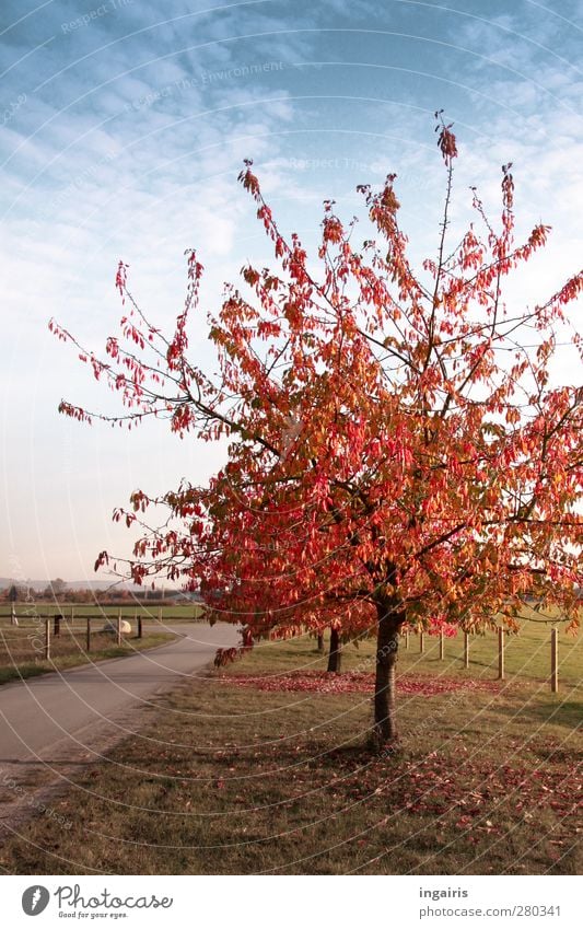 Autumn comes very quickly Landscape Plant Sky Clouds Weather Beautiful weather Tree Grass Cherry tree Meadow Field Lanes & trails Illuminate To dry up Natural