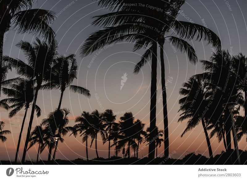 Palms at sunset against cloudy sky in city Palm of the hand City Clouds Sky Miami USA Tree Wind Landscape Tropical Exotic Town Weather Harmonious Idyll Calm