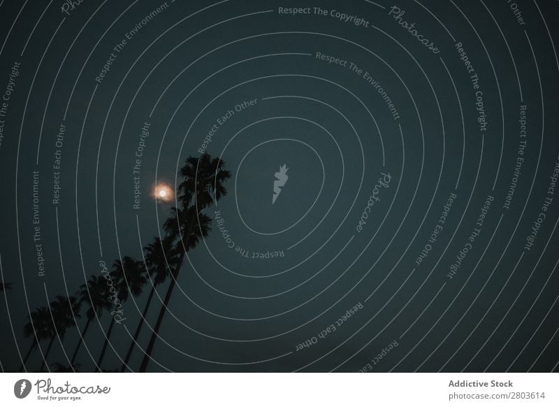 Moon on dark sky over palms Sky Palm of the hand Evening Silhouette Porto Portugal Night Tropical Vacation & Travel Trip Tourism Deserted Gray Dark shine Tree