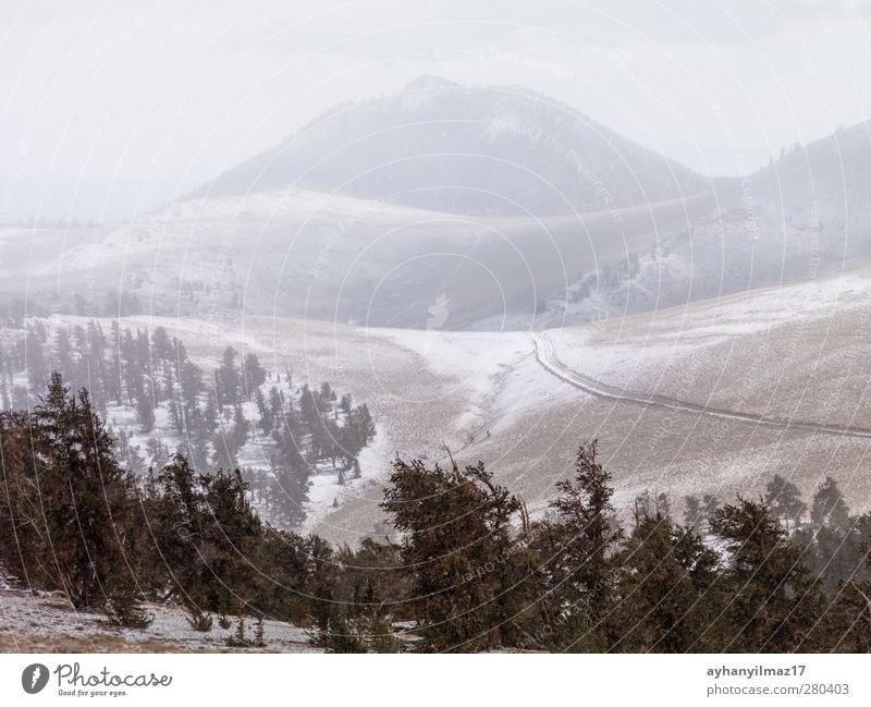 pine trees and mountains in background bristlecone Forest Mountain Natural Majestic Fog Deserted Photography color image Day Exterior shot non urban scene