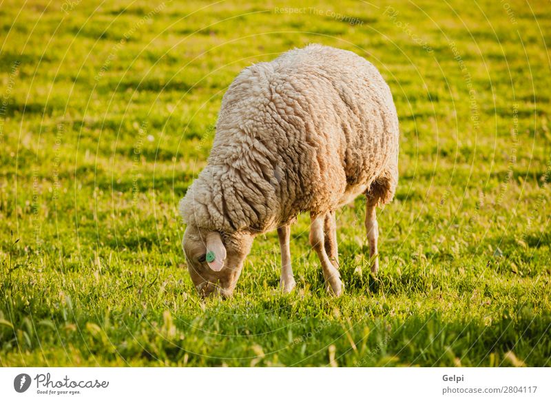 Spanish sheep in the fiel Winter Nature Landscape Animal Sky Weather Fog Grass Meadow Herd To feed Green White Sheep field Large-scale holdings Farm Rural lamb