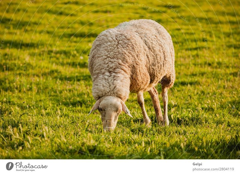 Spanish sheep in the fiel Winter Nature Landscape Animal Sky Weather Fog Grass Meadow Herd To feed Green White Sheep field Large-scale holdings Farm Rural lamb