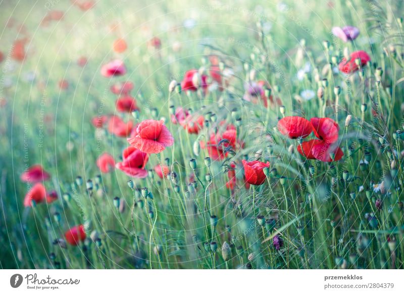 Poppies flowers and other plants in the field Herbs and spices Beautiful Summer Garden Nature Plant Flower Grass Blossom Meadow Bright Wild Green Red Idyll