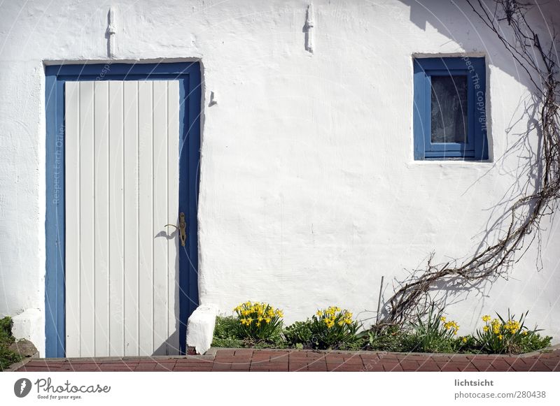 home Summer Beautiful weather Flower Garden Village Deserted House (Residential Structure) Dream house Hut Wall (barrier) Wall (building) Facade Terrace Window