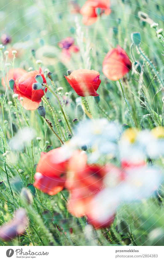 Poppies flowers and other plants in the field Herbs and spices Beautiful Summer Garden Nature Plant Flower Grass Blossom Meadow Bright Wild Green Red Idyll