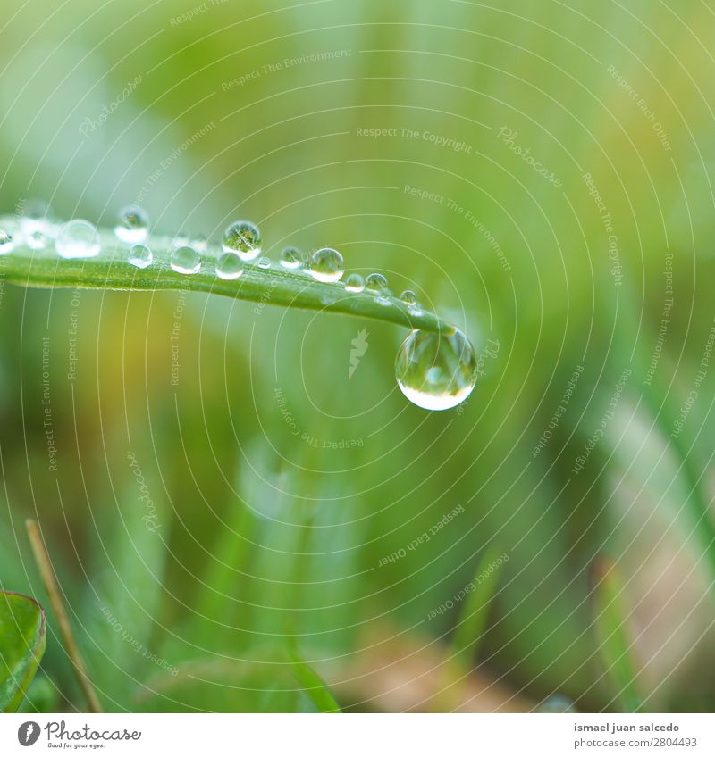 drop on the green leaf Grass Plant Leaf Green Drop Rain Glittering Bright Garden Floral Nature Abstract Consistency Fresh Exterior shot Background picture