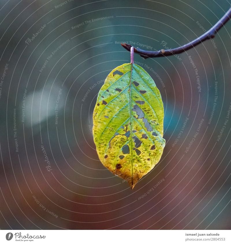 green tree leaf Tree Branch Leaf Green Nature Abstract Consistency Exterior shot background Beauty Photography Fragile Autumn Winter