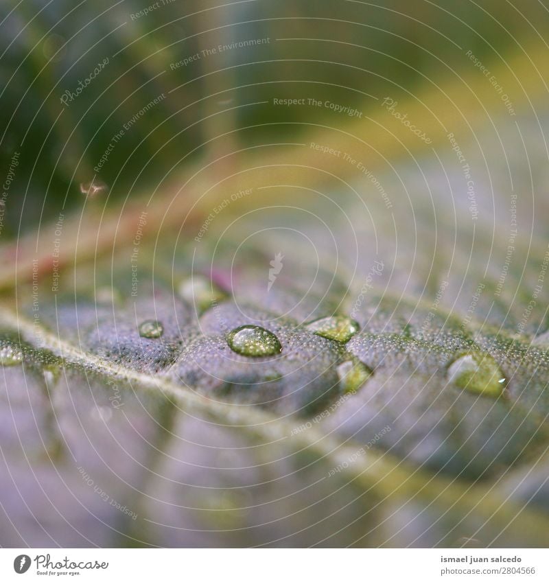 drops on the green leaf Drop raindrop Leaf Green Garden Floral Nature Decoration Abstract Consistency Fresh Exterior shot background Beauty Photography Fragile