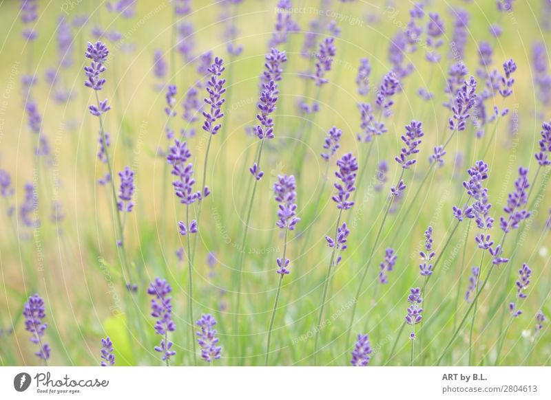 lavender Environment Nature Landscape Plant Spring Summer Flower Blossom Exceptional Elegant Friendliness Uniqueness Juicy Blue Green Violet Colour photo