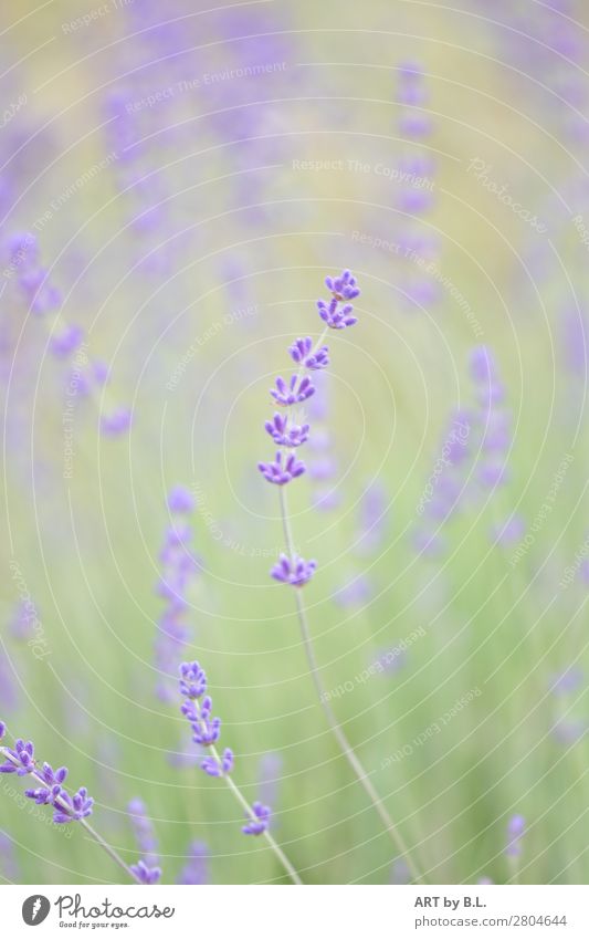 lavender Nature Plant Flower Blossoming Green Violet Pink Emotions Moody Spring fever Warm-heartedness Colour photo Exterior shot Deserted Copy Space left