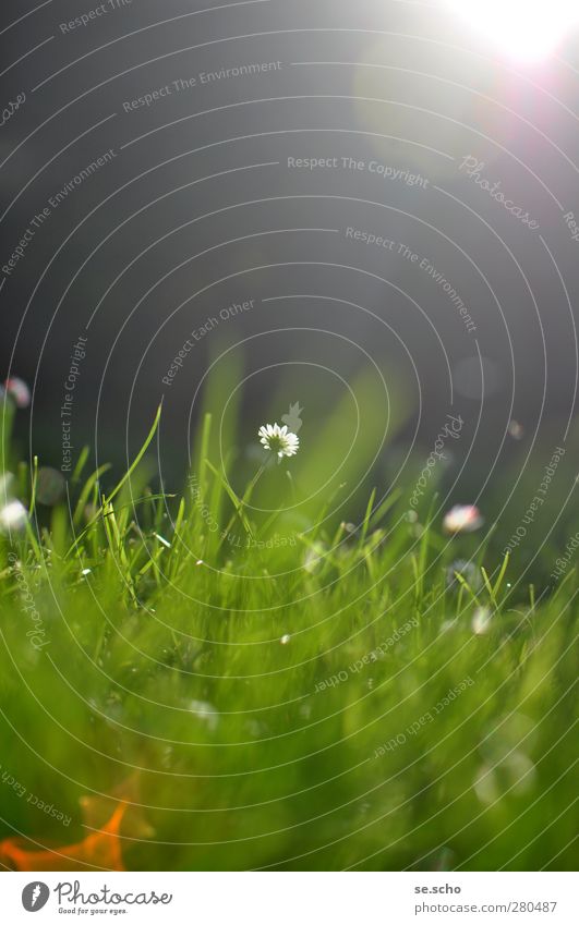 Play of light Environment Nature Plant Sun Sunlight Summer Flower Grass Blossom Foliage plant Garden Park Meadow Green Daisy Colour photo Exterior shot Deserted